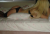 Bağcılar Escort Bayan Hande - Image 1